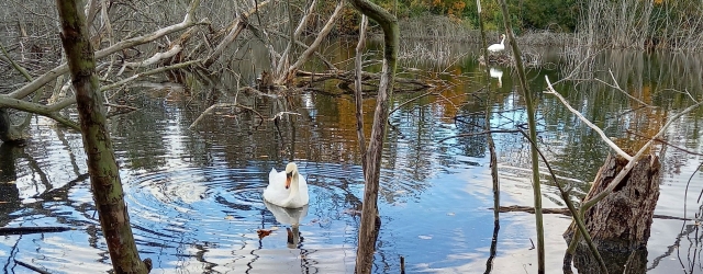 Schwanensee -  Gesang der Schwäne  